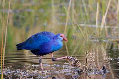 Gray-headed Swamphen